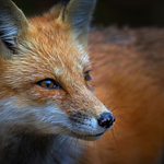 Бот FoxRandom