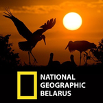 Бот National Geographic Беларусь