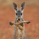 Канал Nature Wild