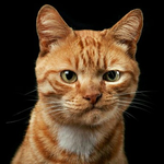 Канал GIF Mimi Pets