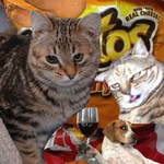 Канал всратые животные