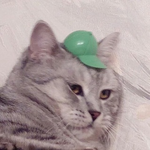 Канал Картинки с тупыми котами