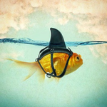 Канал Netocrat ? University