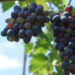 Канал Шингил