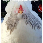 Канал Tovuqchilik ilmi