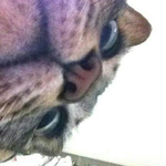 Канал Я не жартую