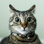 Канал Котики