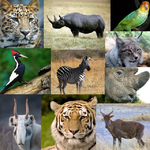 Канал Животных NET