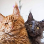 Канал Два котана