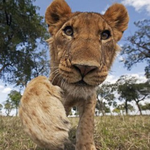 Канал Animal planet