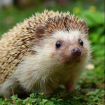 Канал БиоHYPE 🌱