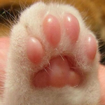 Канал Lapomania🐾