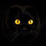 Канал Милые котики