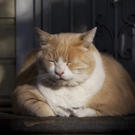 Канал Выжить на сотку