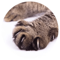 Кошачьи нежности