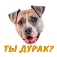 Животные