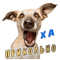 Животные