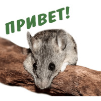 Животные