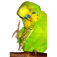 Блядские папуги