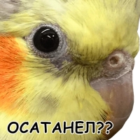 Блядские папуги