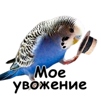 Блядские папуги