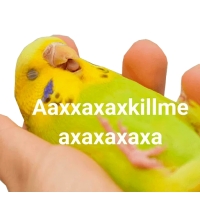 Блядские папуги