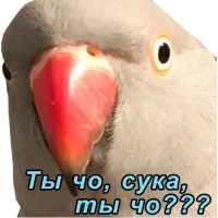 Блядские папуги