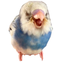 Блядские папуги