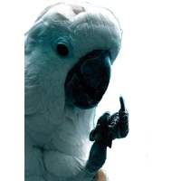 Блядские папуги