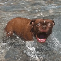 Сломанные животные