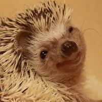 Сломанные животные