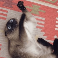 Сломанные животные