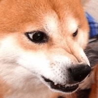 Сломанные животные