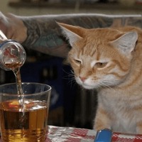 Сломанные животные