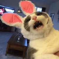 Сломанные животные