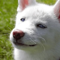 Сломанные животные