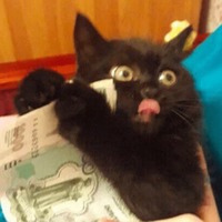 Сломанные животные