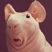 Сломанные животные