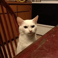 Сломанные животные
