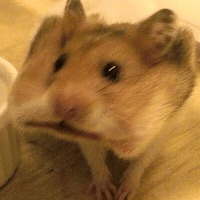 Сломанные животные