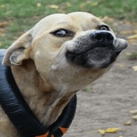 Сломанные животные