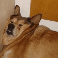 Сломанные животные