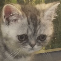 Сломанные животные