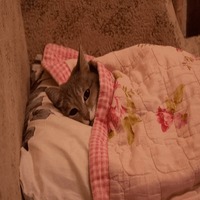 Сломанные животные