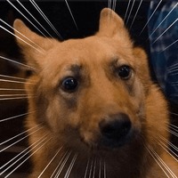 Сломанные животные