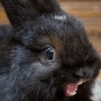 Сломанные животные