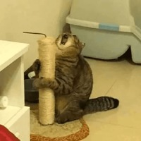 Сломанные животные