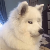 Сломанные животные