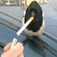 Сломанные животные