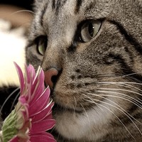 Сломанные животные